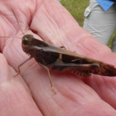 Gastrimargus musicus (Yellow-winged Locust or Grasshopper) at Mongarlowe, NSW - 13 Mar 2019 by AndyRussell