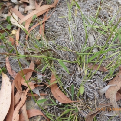Paspalidium sp. at Mongarlowe River - 13 Mar 2019 by AndyRussell