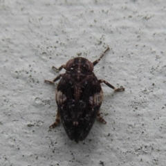 Chlamydopteryx sidnicus (Issid Planthopper) at Flynn, ACT - 30 Mar 2019 by Christine