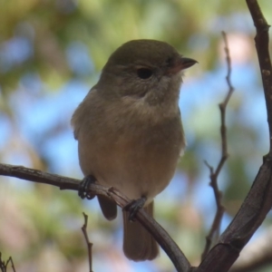 Pachycephala pectoralis at Dunlop, ACT - 30 Mar 2019 02:44 PM