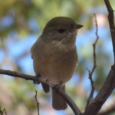 Pachycephala pectoralis (Golden Whistler) at Woodstock Nature Reserve - 30 Mar 2019 by Christine