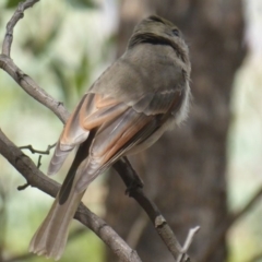 Pachycephala pectoralis at Dunlop, ACT - 30 Mar 2019