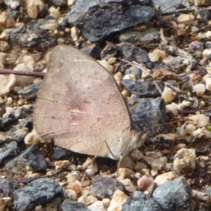 Heteronympha merope at Dunlop, ACT - 30 Mar 2019 02:58 PM