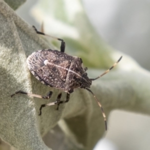 Oncocoris geniculatus at Hackett, ACT - 29 Mar 2019