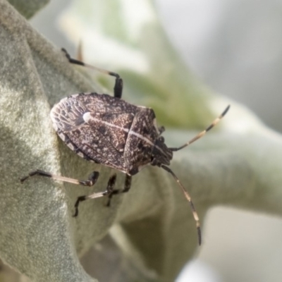 Oncocoris geniculatus (A shield bug) at ANBG - 29 Mar 2019 by AlisonMilton