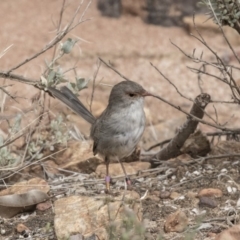 Malurus cyaneus (Superb Fairywren) at ANBG - 29 Mar 2019 by Alison Milton