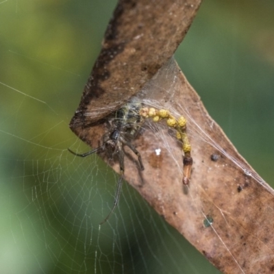 Phonognatha graeffei (Leaf Curling Spider) at Acton, ACT - 29 Mar 2019 by AlisonMilton