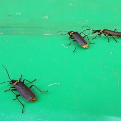 Chauliognathus lugubris (Plague Soldier Beetle) at Isaacs, ACT - 25 Mar 2019 by galah681