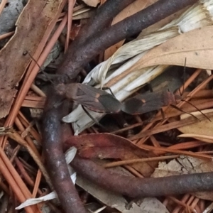 Leptocoris mitellatus at Isaacs, ACT - 25 Mar 2019 01:00 PM