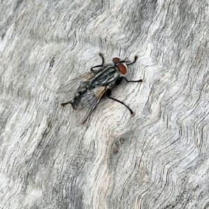 Sarcophagidae sp. (family) at Isaacs, ACT - 25 Mar 2019