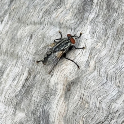 Sarcophagidae sp. (family) (Unidentified flesh fly) at Isaacs, ACT - 25 Mar 2019 by galah681