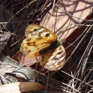 Heteronympha penelope at Captains Flat, NSW - 27 Mar 2019