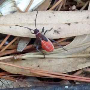 Leptocoris mitellatus at Isaacs, ACT - 30 Mar 2019