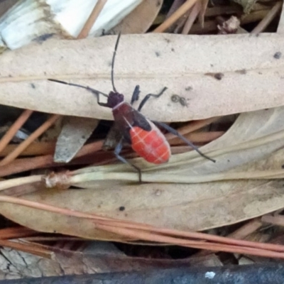 Leptocoris mitellatus (Leptocoris bug) at Isaacs, ACT - 30 Mar 2019 by galah681