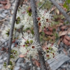 Eucalyptus stellulata (Black Sally) at Sth Tablelands Ecosystem Park - 28 Mar 2019 by galah681