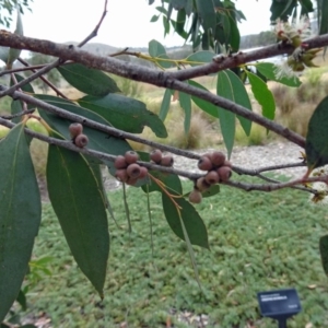 Eucalyptus stellulata at Molonglo Valley, ACT - 28 Mar 2019 11:23 AM