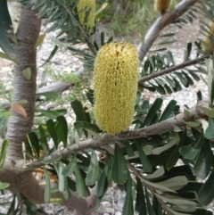 Banksia marginata (Silver Banksia) at Sth Tablelands Ecosystem Park - 28 Mar 2019 by galah681