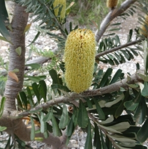 Banksia marginata at Molonglo Valley, ACT - 28 Mar 2019 11:30 AM