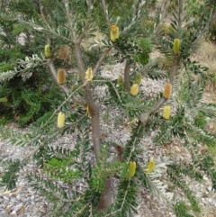 Banksia marginata at Molonglo Valley, ACT - 28 Mar 2019