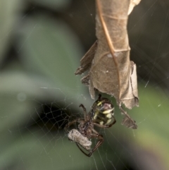 Phonognatha graeffei (Leaf Curling Spider) at Higgins, ACT - 22 Mar 2019 by AlisonMilton