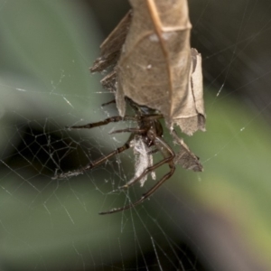 Phonognatha graeffei at Higgins, ACT - 23 Mar 2019