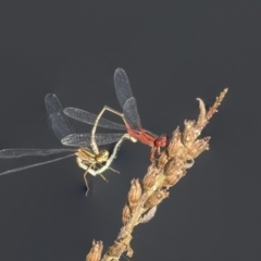 Xanthagrion erythroneurum (Red & Blue Damsel) at Lake Ginninderra - 12 Mar 2019 by AlisonMilton