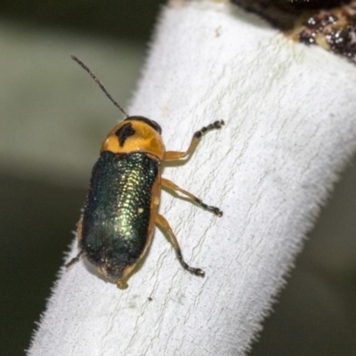 Aporocera (Aporocera) consors (A leaf beetle) at Higgins, ACT - 26 Mar 2019 by AlisonMilton