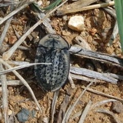 Helea ovata (Pie-dish beetle) at Sth Tablelands Ecosystem Park - 28 Mar 2019 by galah681