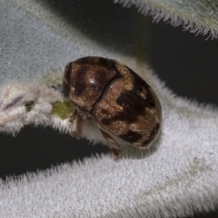 Elaphodes cervinus (Leaf beetle) at Higgins, ACT - 26 Mar 2019 by AlisonMilton