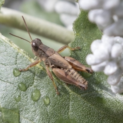Phaulacridium vittatum (Wingless Grasshopper) at Hackett, ACT - 29 Mar 2019 by AlisonMilton