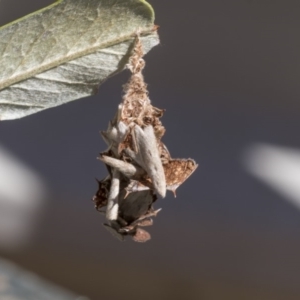 Hyalarcta huebneri at Higgins, ACT - 25 Mar 2019 11:41 AM