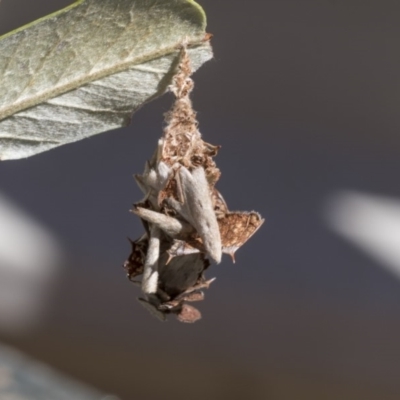 Hyalarcta huebneri (Leafy Case Moth) at Higgins, ACT - 25 Mar 2019 by AlisonMilton