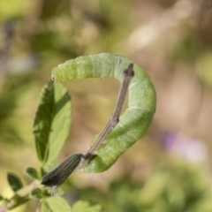 Lepidoptera unclassified IMMATURE (caterpillar or pupa or cocoon) at Higgins, ACT - 1 Mar 2019 by AlisonMilton