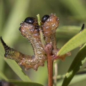 Pterygophorus sp. (genus) at Higgins, ACT - 26 Mar 2019