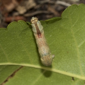 Geometridae (family) IMMATURE at Higgins, ACT - 25 Mar 2019