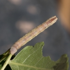 Geometridae (family) IMMATURE at Higgins, ACT - 25 Mar 2019