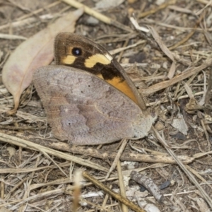 Heteronympha merope at Higgins, ACT - 25 Mar 2019 11:59 AM