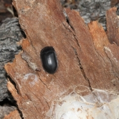 Pterohelaeus striatopunctatus (Darkling beetle) at Higgins, ACT - 25 Mar 2019 by AlisonMilton