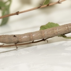 Geometridae (family) IMMATURE at Higgins, ACT - 25 Mar 2019