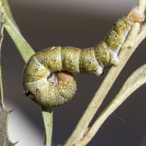 Oenochroma vinaria at Higgins, ACT - 26 Mar 2019