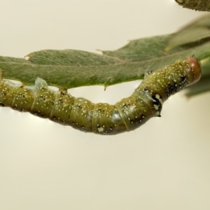 Oenochroma vinaria at Higgins, ACT - 26 Mar 2019 09:47 AM