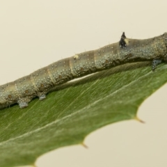 Oenochroma vinaria at Higgins, ACT - 26 Mar 2019 09:47 AM