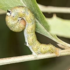 Oenochroma vinaria at Higgins, ACT - 26 Mar 2019 09:47 AM