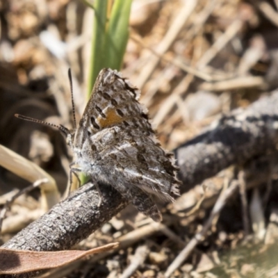 Lucia limbaria (Chequered Copper) at The Pinnacle - 28 Mar 2019 by AlisonMilton