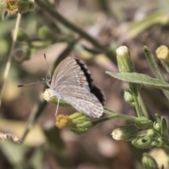 Zizina otis (Common Grass-Blue) at The Pinnacle - 28 Mar 2019 by AlisonMilton