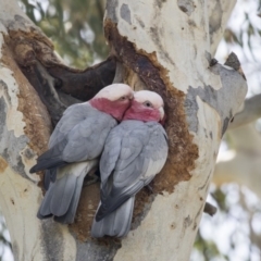 Eolophus roseicapilla (Galah) at Hawker, ACT - 28 Mar 2019 by Alison Milton