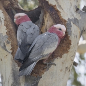 Eolophus roseicapilla at Hawker, ACT - 28 Mar 2019