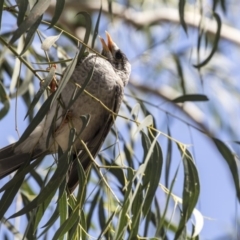 Manorina melanocephala (Noisy Miner) at Hawker, ACT - 28 Mar 2019 by Alison Milton