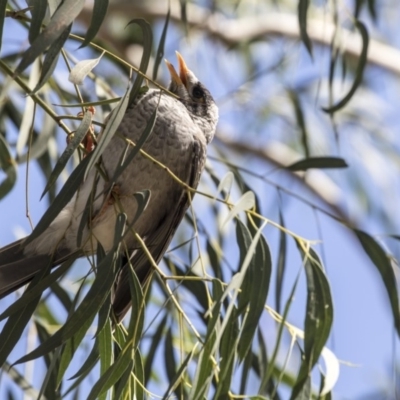 Manorina melanocephala (Noisy Miner) at Hawker, ACT - 28 Mar 2019 by AlisonMilton