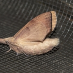 Pararguda nasuta (Wattle Snout Moth) at Queanbeyan East, NSW - 28 Mar 2019 by AlisonMilton